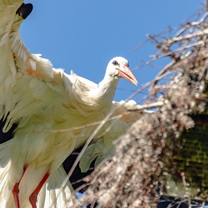 Störche Lauterach (1)